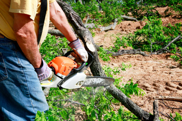 Palm Tree Trimming in Rib Mountain, WI